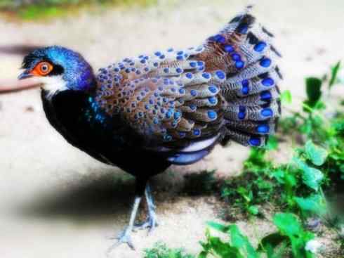 凤凰：传说中的鸟原型探秘（孔雀雉）