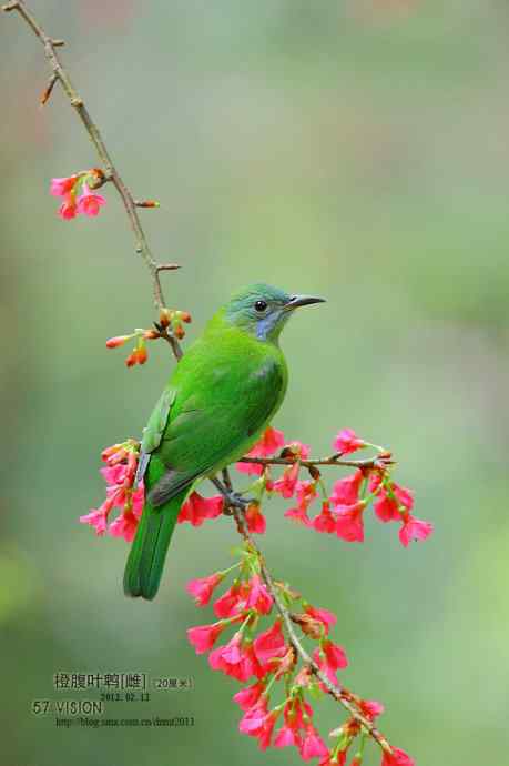 花鸟集——橙腹叶鹎MM