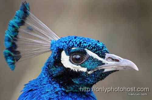 [组图]欣赏动物的眼睛