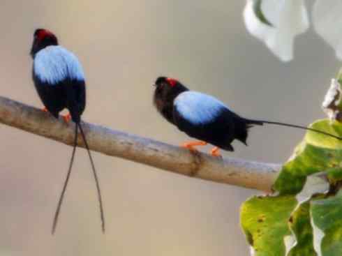 美丽无罪：雀鸟之欣赏