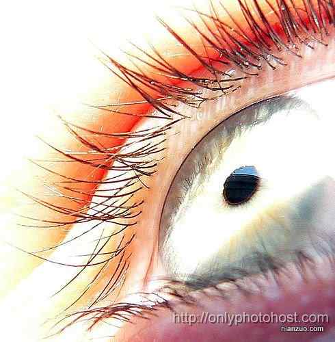 [组图]欣赏动物的眼睛