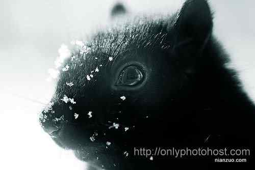 [组图]欣赏动物的眼睛