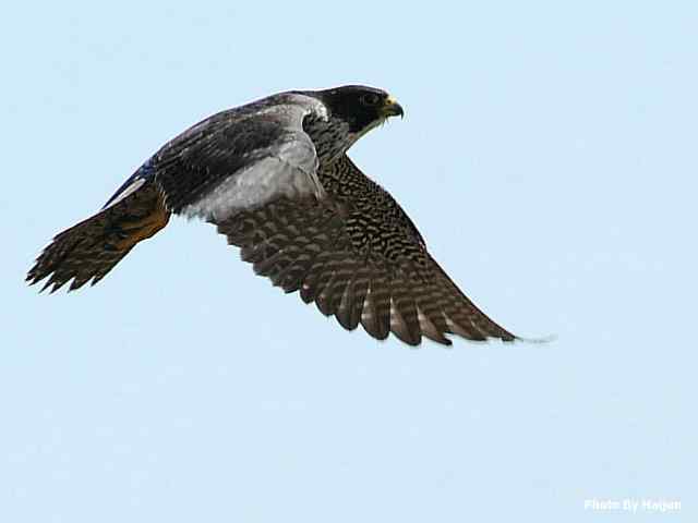 高速连拍游隼起飞瞬间