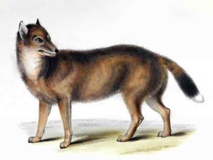 犬科：犬亚科犬属之灰狼