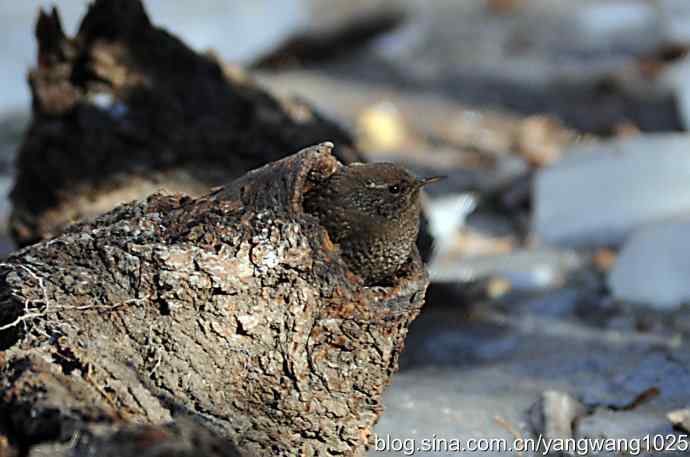 恋窝的鹪鹩 wbr1