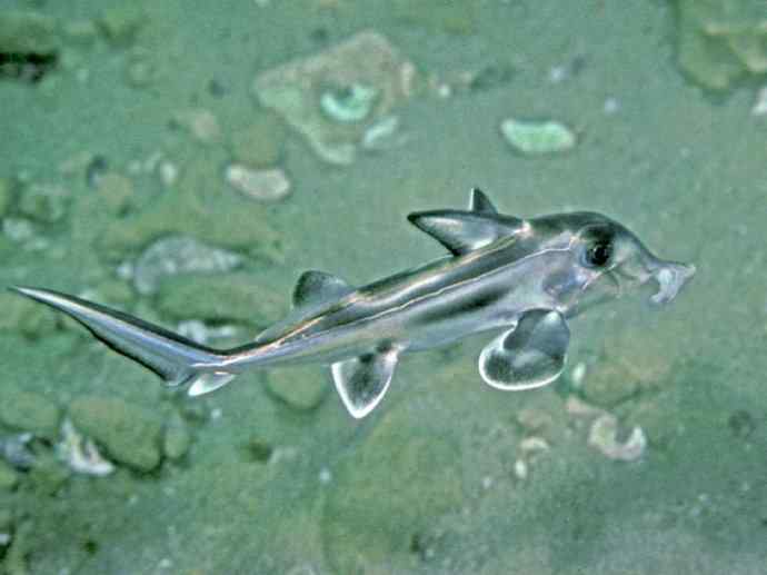 鱼类活化石：叶吻银鲛