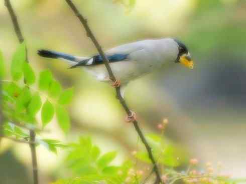 家禽驯化之源之二十二