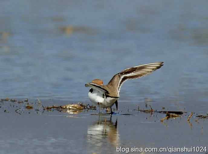 野鸭湖新拍小鸟.环颈鸻