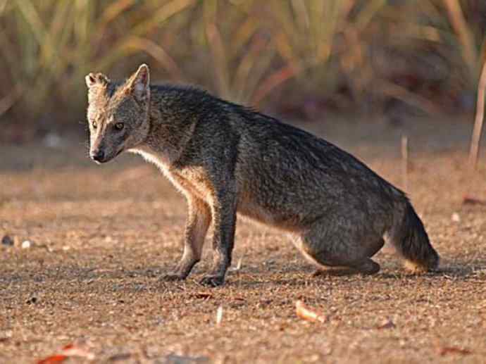 犬科：狐亚科食蟹狐属之食蟹狐