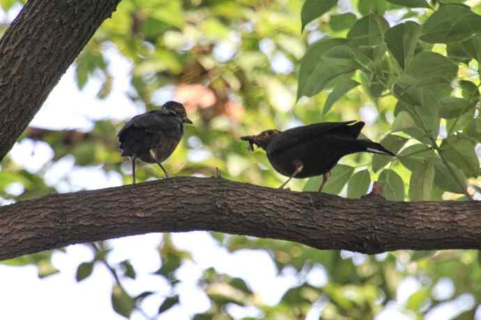 摄鸟拾趣(六) wbr乌鸫dong(幼鸟) wbr2012.06 摄鸟拾趣(六) wbr乌鸫dong(幼鸟) wbr2012.06