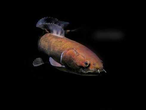 鱼类活化石：弓鳍鱼