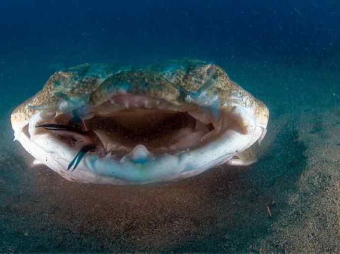 鱼类活化石：魔鬼鲨