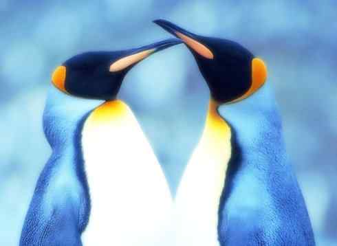 猎奇：十大奇异鸟类之三