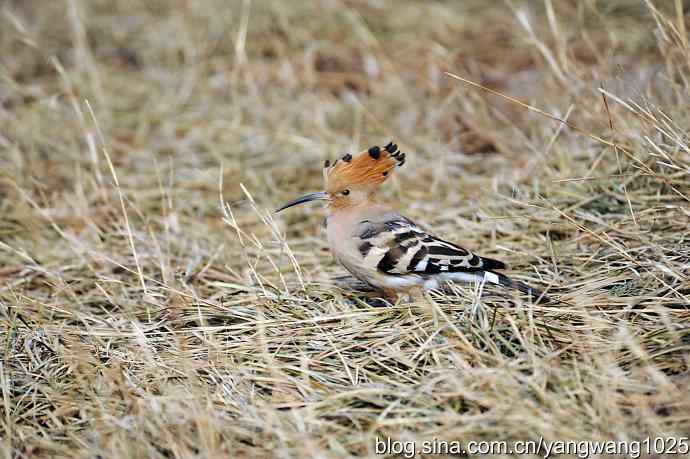 戴胜冠开在十六