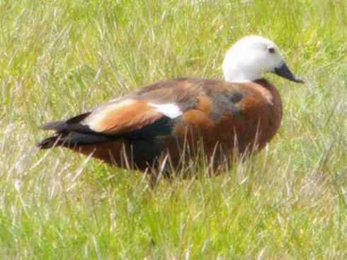 白头鸟系列：另类的美丽（黑胸麻鸭）