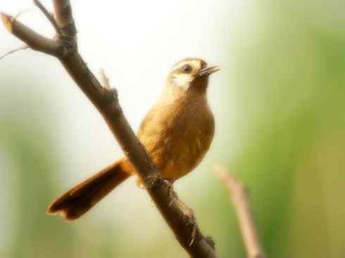 家禽驯化之源之十六