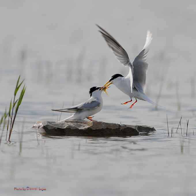 白额燕鸥:丹青写意 似水柔情