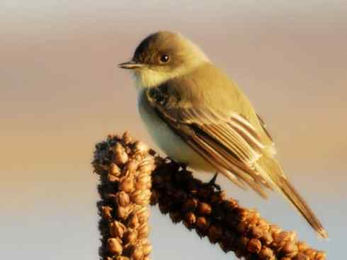 雀鸟也彪悍：四两拨千斤（王霸鹟）