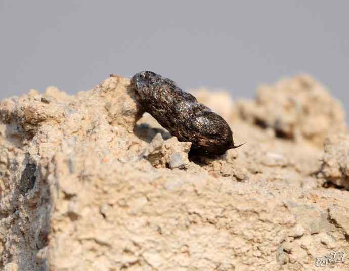 楔尾伯劳吐食丸