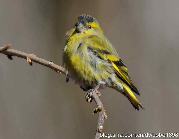 黄雀和植物园众小鸟 黄雀和植物园众小鸟