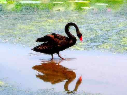 家禽驯化之源之十一