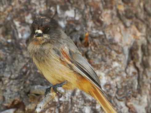 奇特的盔：厚嘴渡鸦