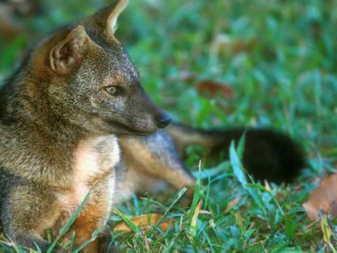 犬科：狐亚科食蟹狐属之食蟹狐