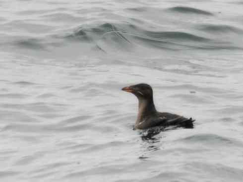 奇特的盔：角嘴海雀