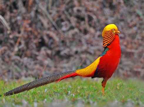 凤凰：传说中的鸟原型探秘（锦鸡）