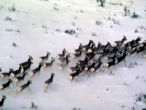 麒麟：传说的兽原型探秘（叉角羚）