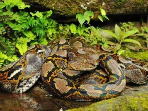 龙：传说的兽原型探秘（蟒蛇类）