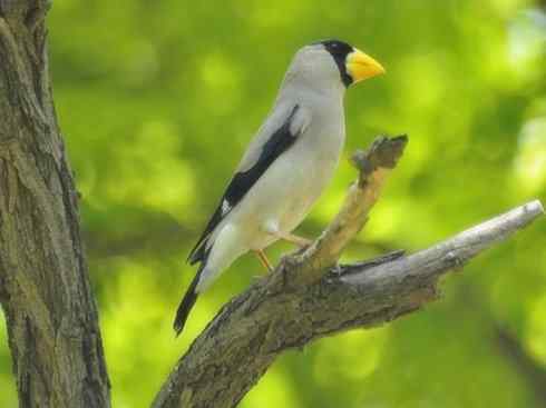 家禽驯化之源之二十二