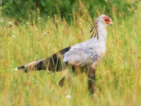 猎奇：十大奇异鸟类之三