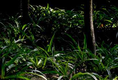 文殊院的白眉鸫