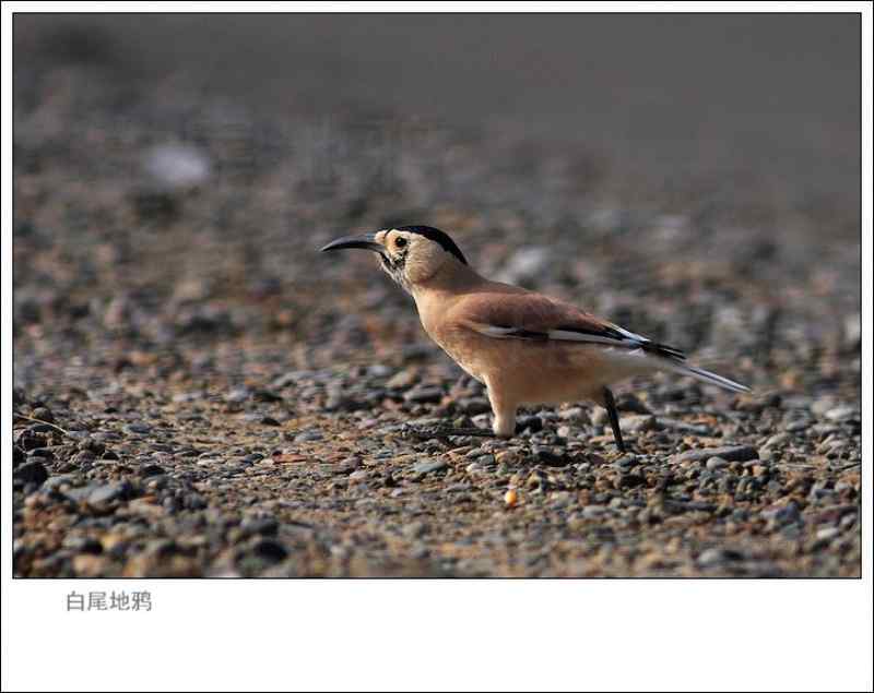 白尾地鸦 警惕·奔跑