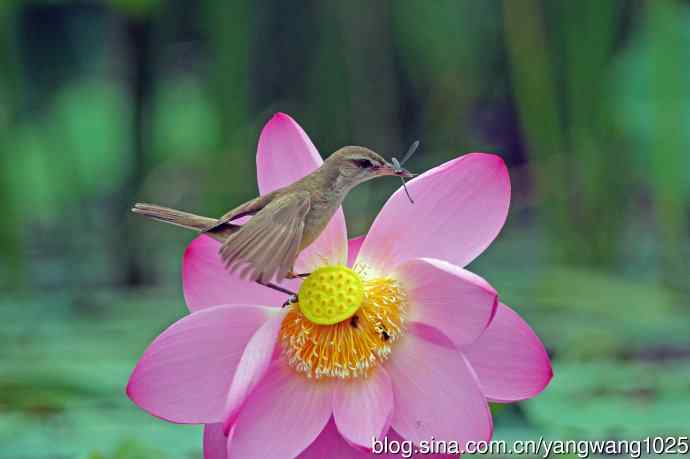 捕捉到豆娘的东方大苇莺