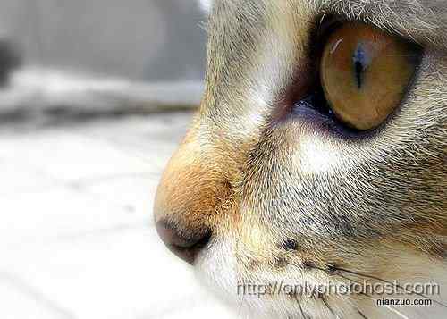 [组图]欣赏动物的眼睛