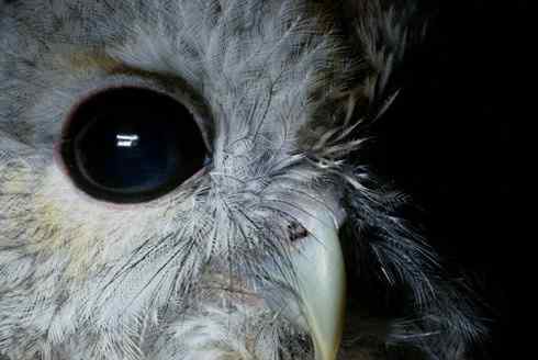 各种猫头鹰的面盘