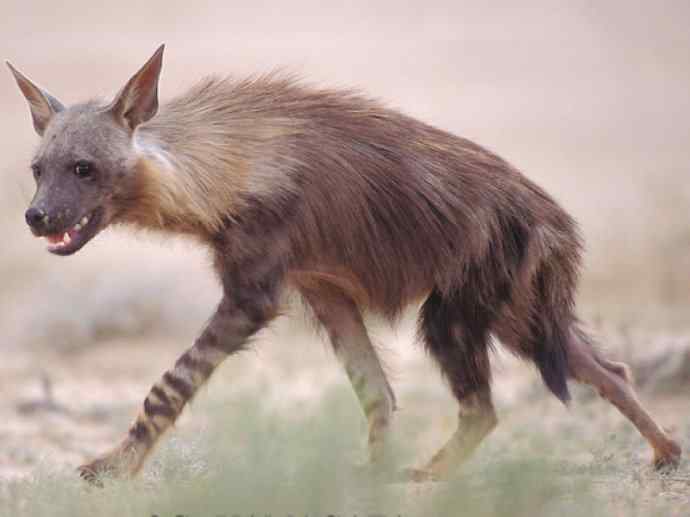 盘点十二大著名食蚁动物：土狼