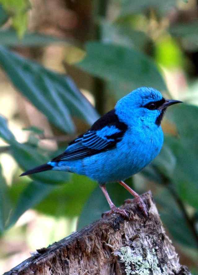 蓝锥嘴雀 Blue Dacnis