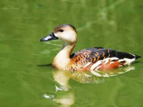 欣赏:美丽的树鸭 欣赏:美丽的树鸭