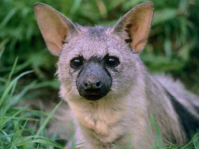 盘点十二大著名食蚁动物：土狼