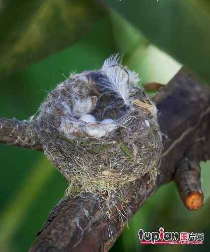 鸟巢幼鸟写真第4辑