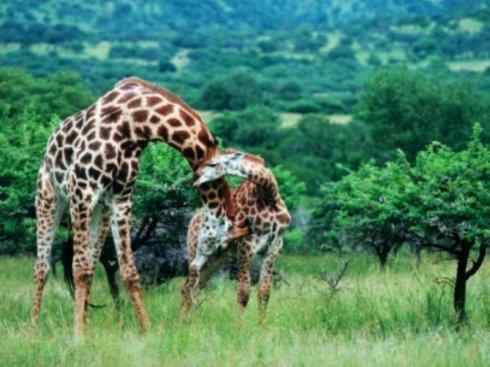 麒麟：传说的兽原型探秘（长颈鹿）