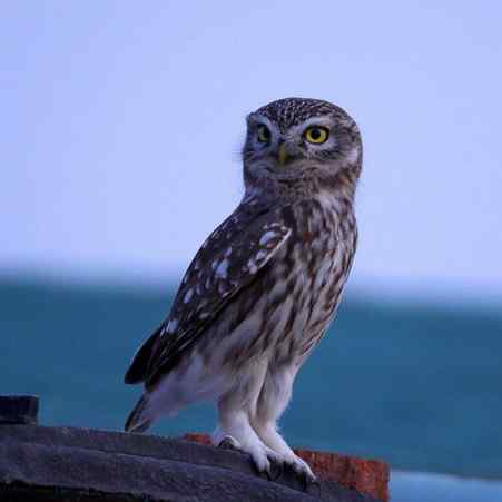 可爱中透着点鬼气——纵纹腹小鸮