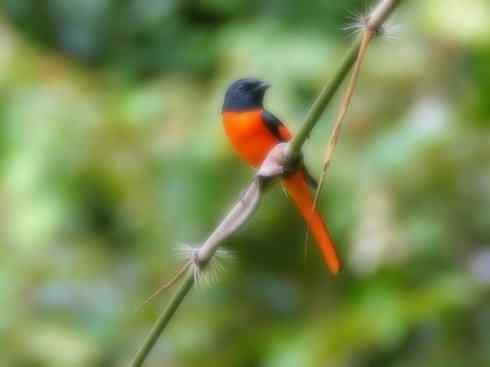 美丽无罪：雀鸟之山椒鸟