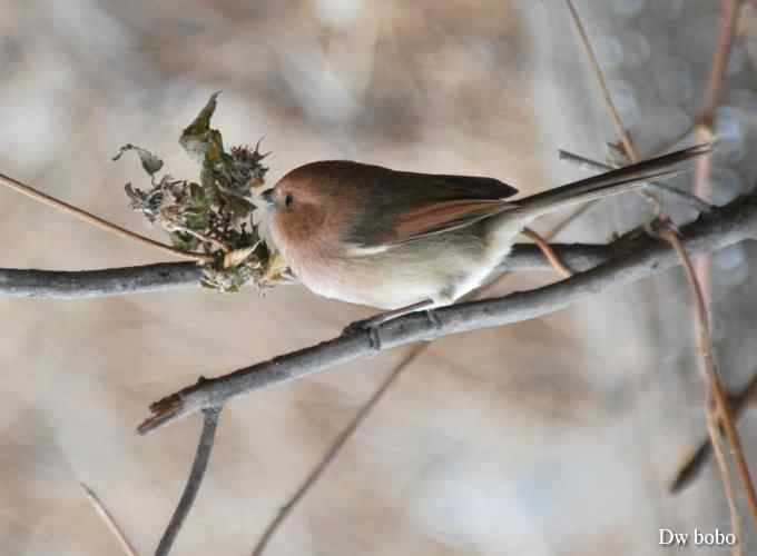 棕头鸦雀 憨态可掬