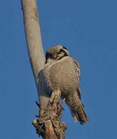 大炮对准大庆猛鸮