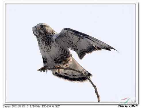 [组图]栖架的毛脚鵟