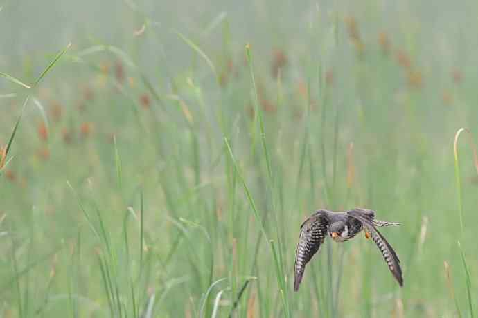 野鸭湖俏皮小隼与新宠白腹鹞
